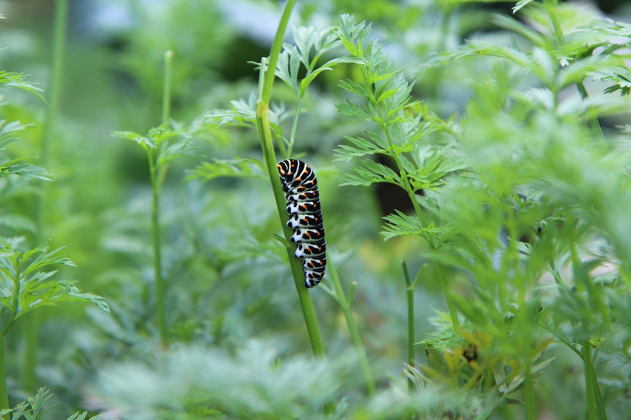 Growing a Butterfly Garden: Plant Choices and Tips